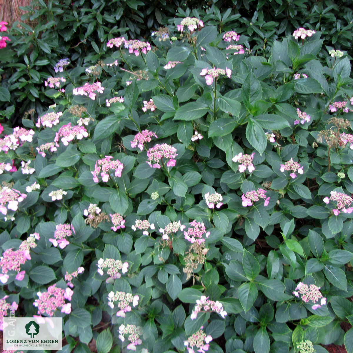 Hydrangea macrophylla 'Mariesii Perfecta'