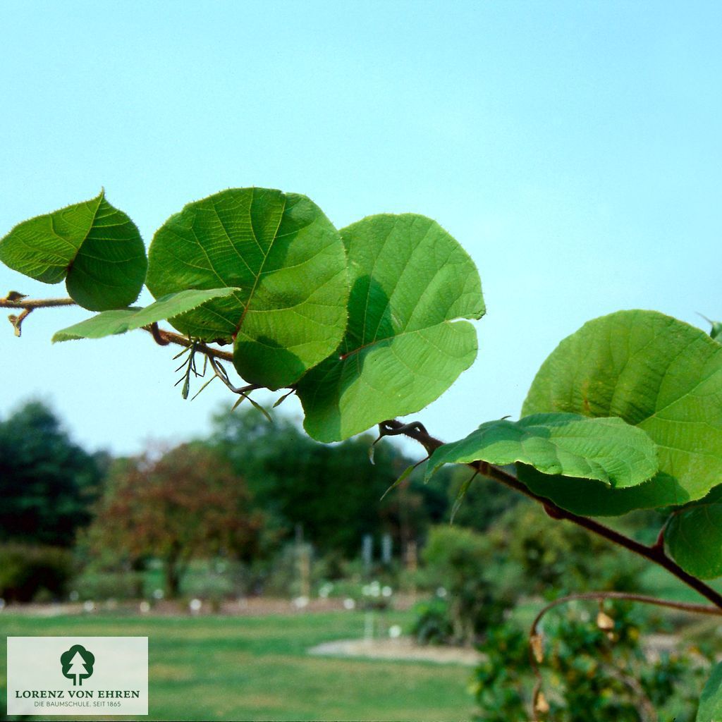 Actinidia chinensis