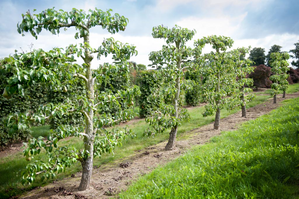 Birnenspaliere sind eine platzsparende und dekorative Möglichkeit, Obst anzubauen. Sie sind ideal für kleine Gärten, Terrassen oder Balkone.