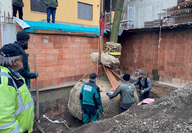 Großer Baum wird in Loch gesetzt