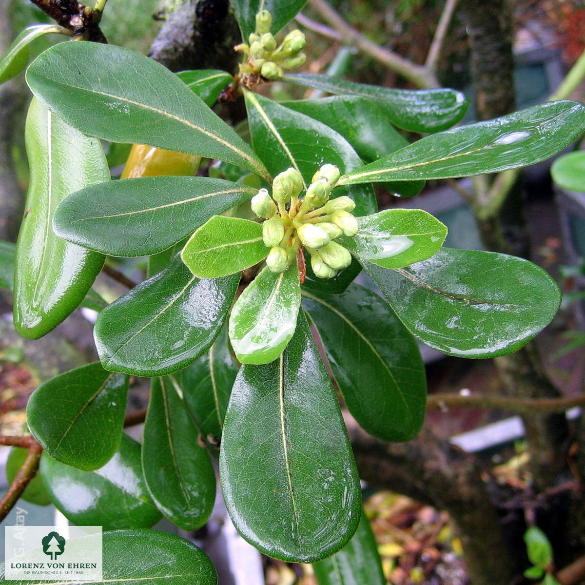 Pittosporum tobira