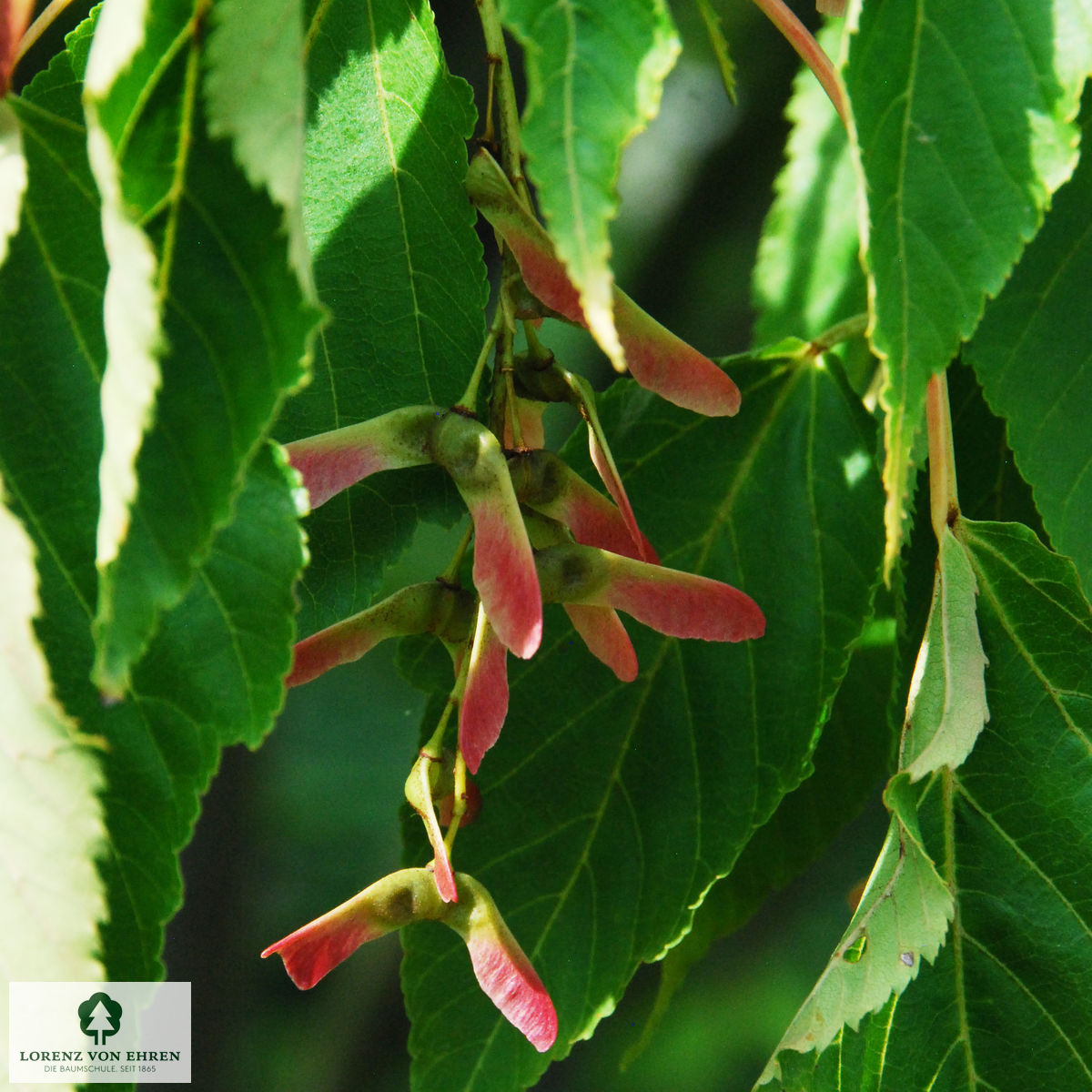 Acer davidii