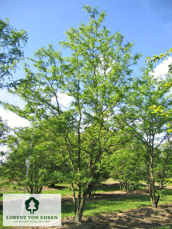 Gleditsia triacanthos inermis