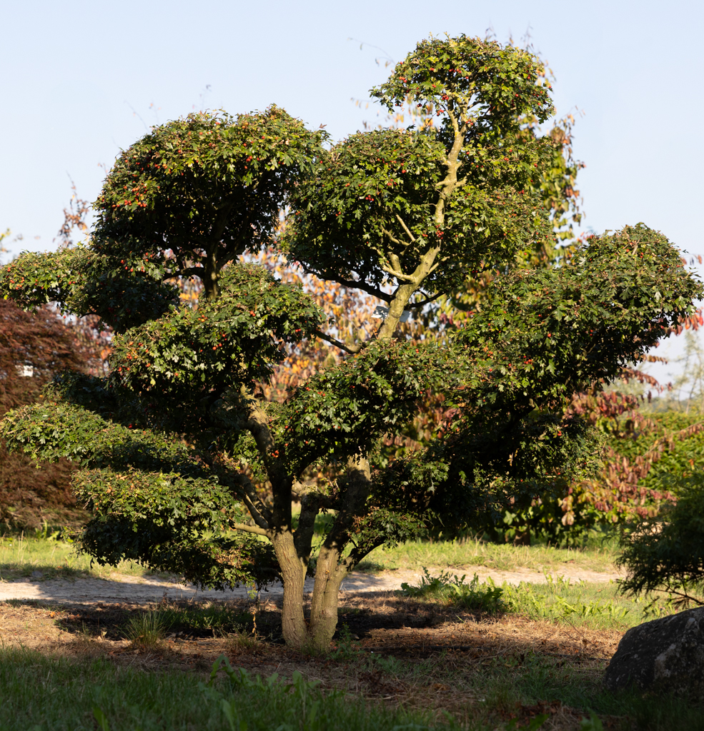 Crataegus monogyna Bonsai 