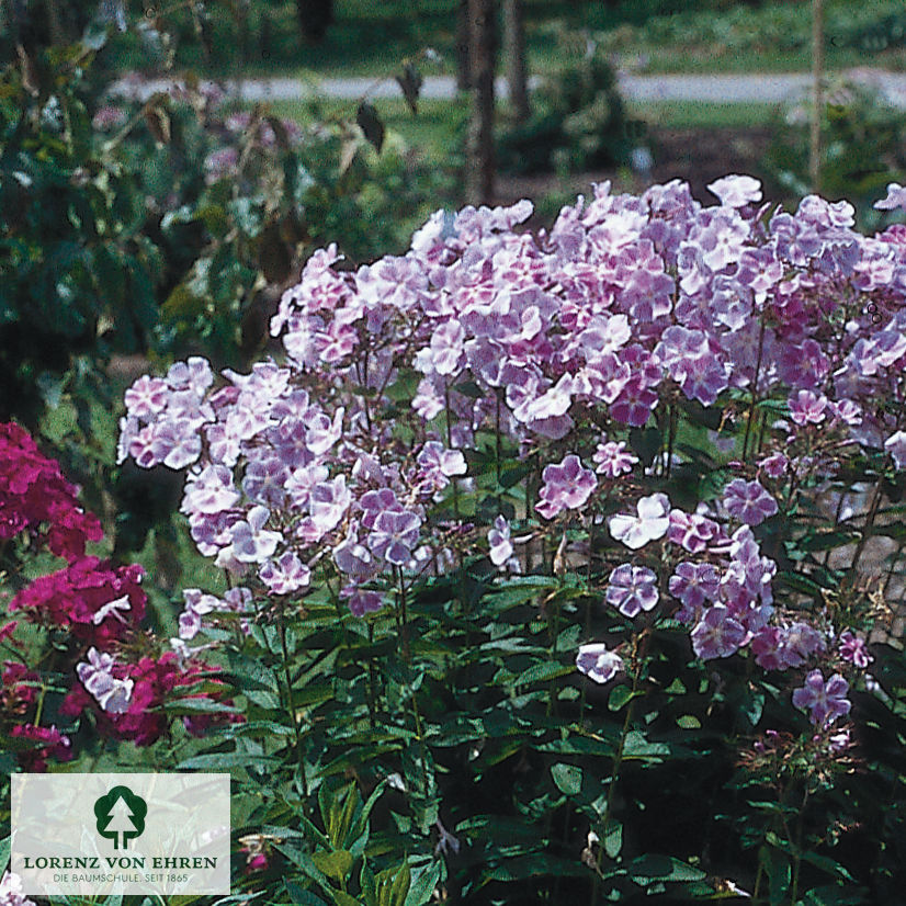 Phlox Paniculata-Hybriden 'Eventide'