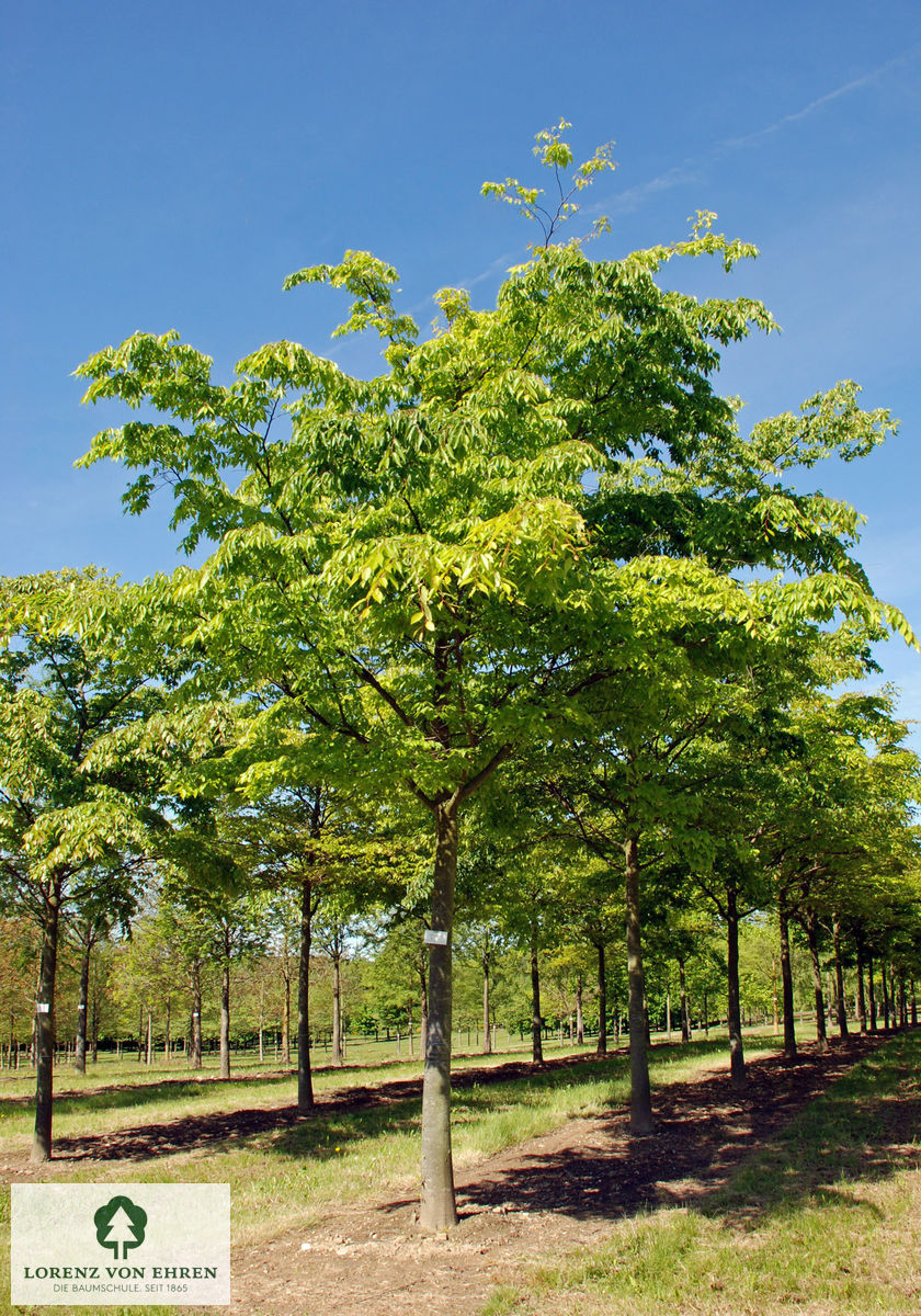 Zelkova serrata