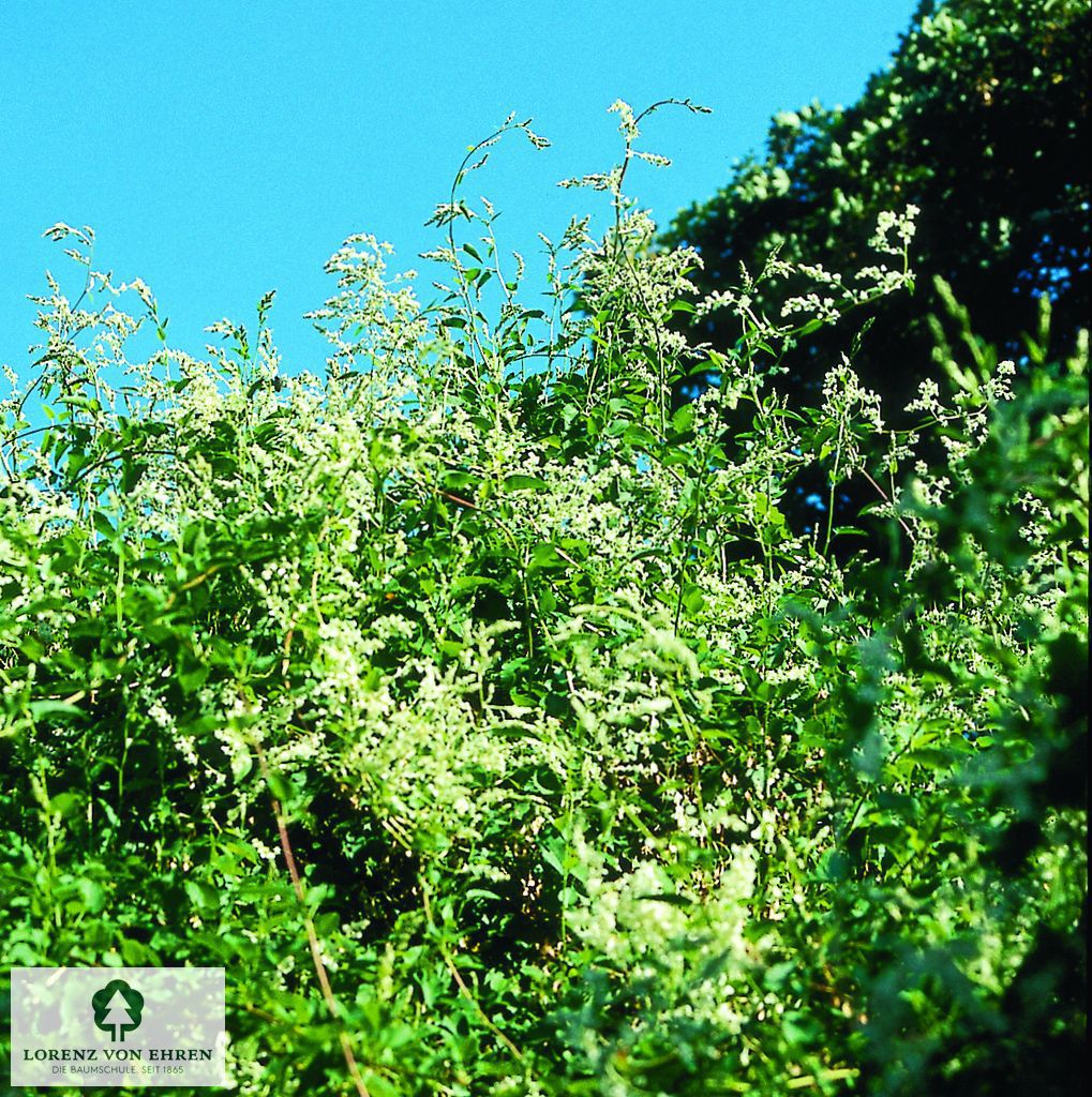 Polygonum aubertii