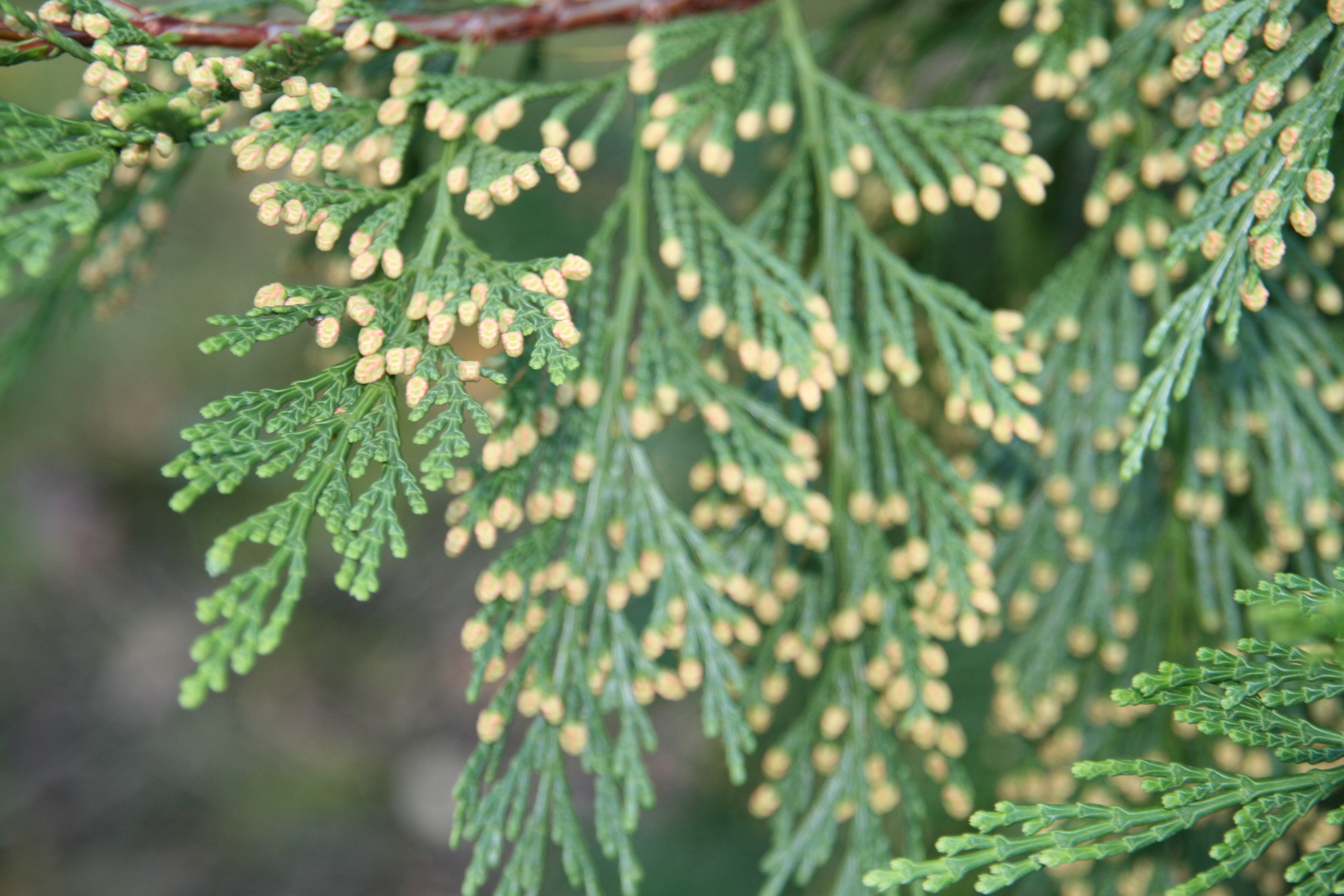 Calocedrus decurrens Unikat