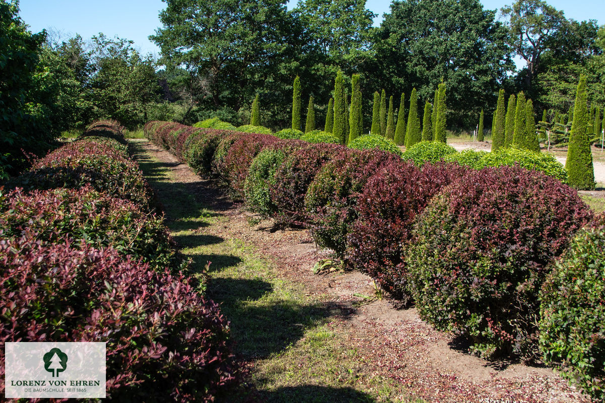 Berberis thunbergii 'Atropurpurea'