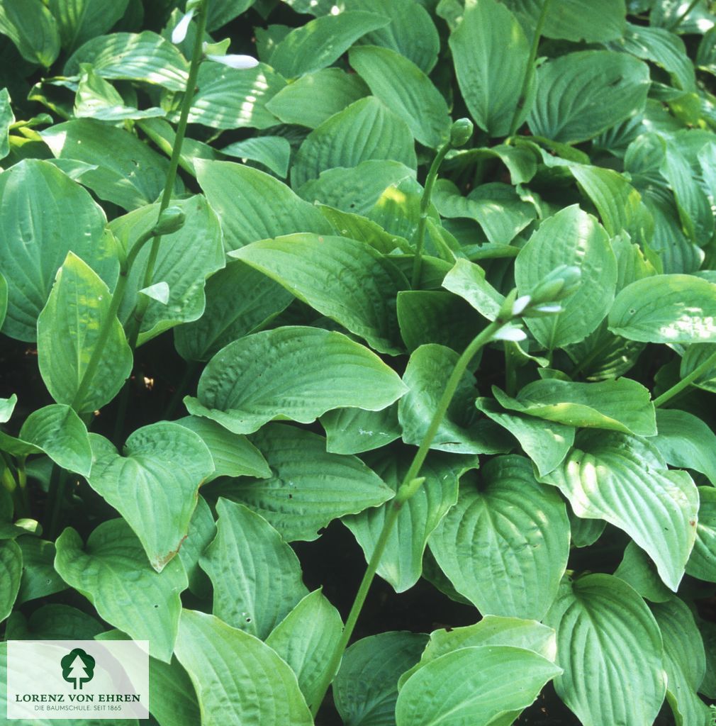 Hosta 'Royal Standard'