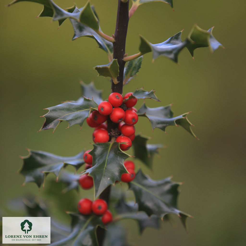 Ilex meserveae 'Blue Princess'