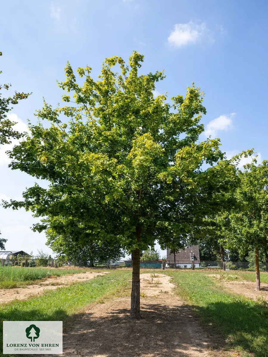 Acer campestre als großer Baum im Sommer