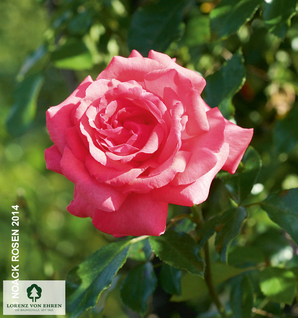 Rosa 'Fassadenzauber'