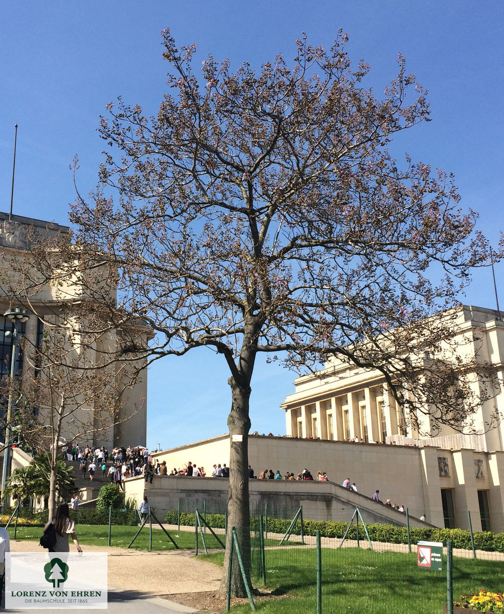 Paulownia tomentosa