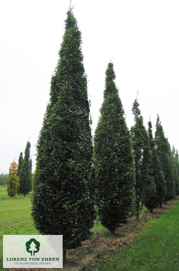 Carpinus betulus 'Frans Fontaine'