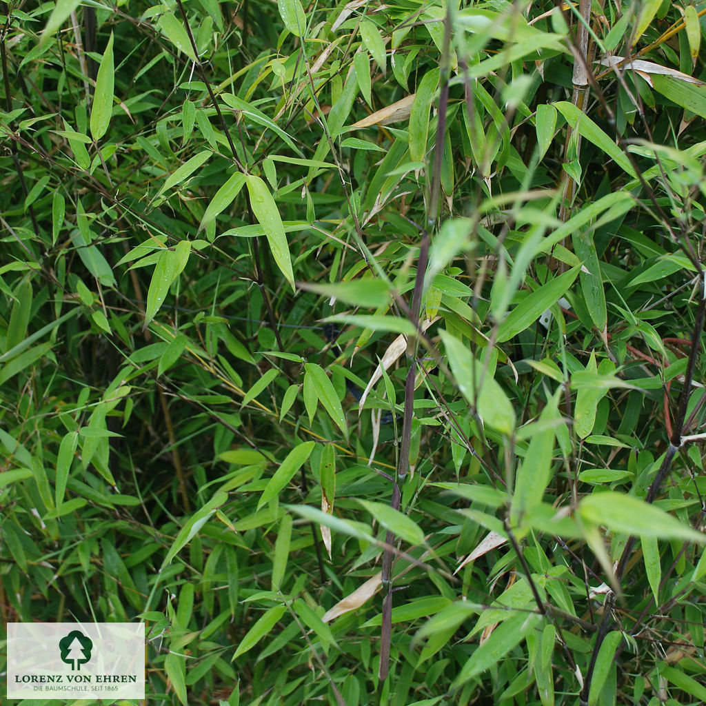 Phyllostachys humilis