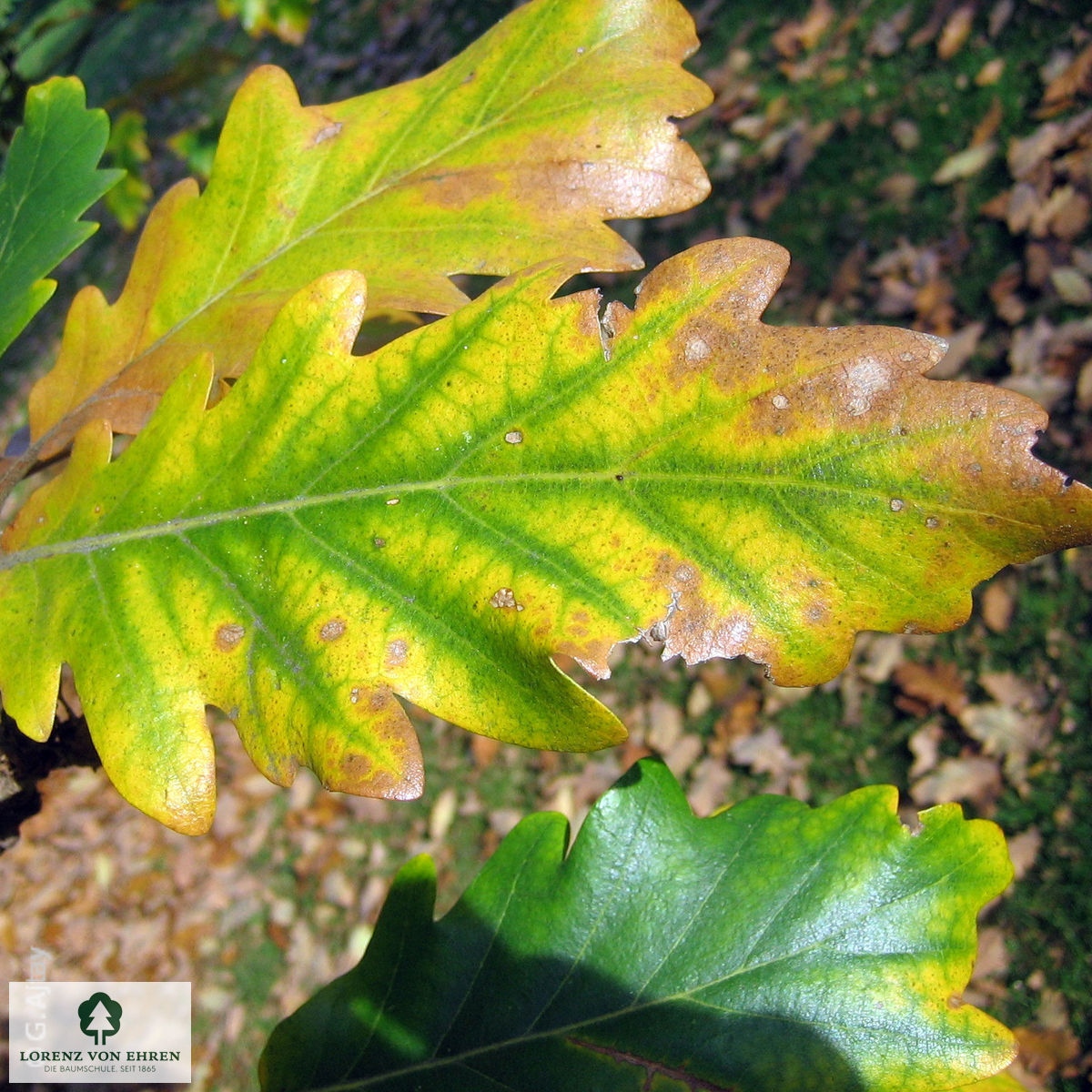 Quercus macranthera