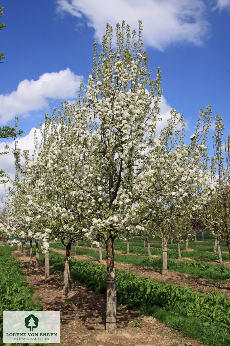 Pyrus communis