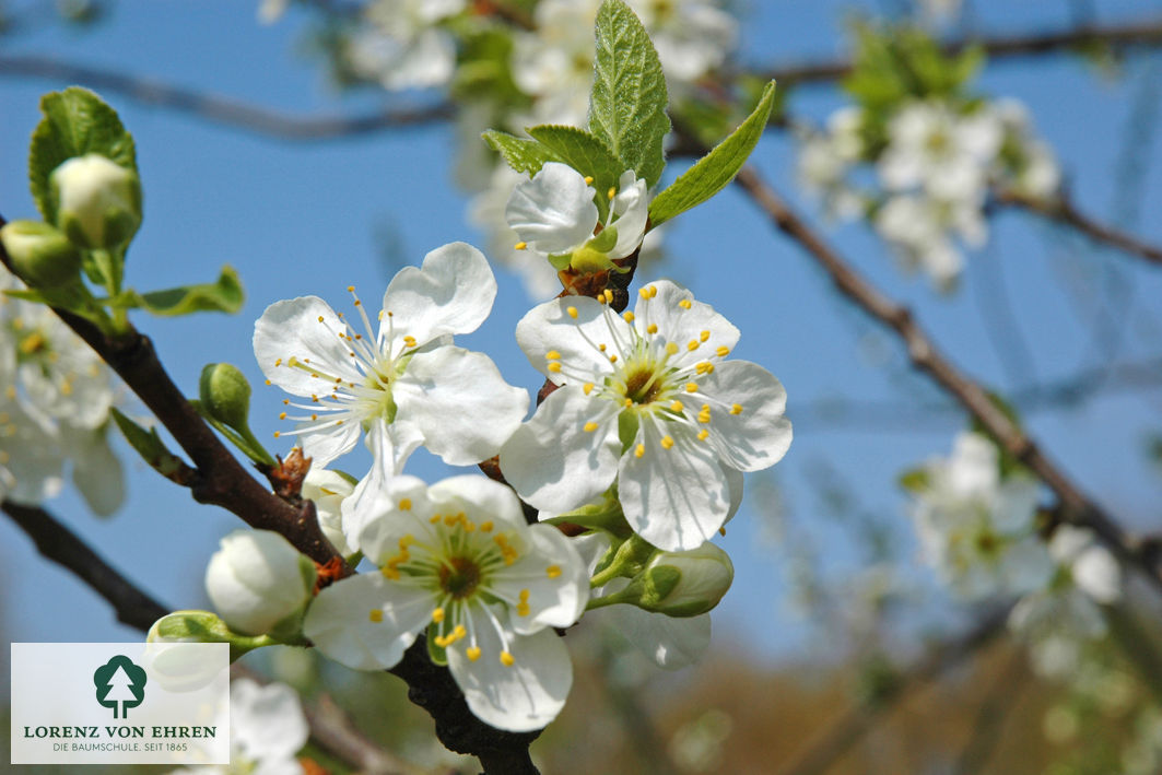 Prunus domestica 'Große Grüne Reneklode'