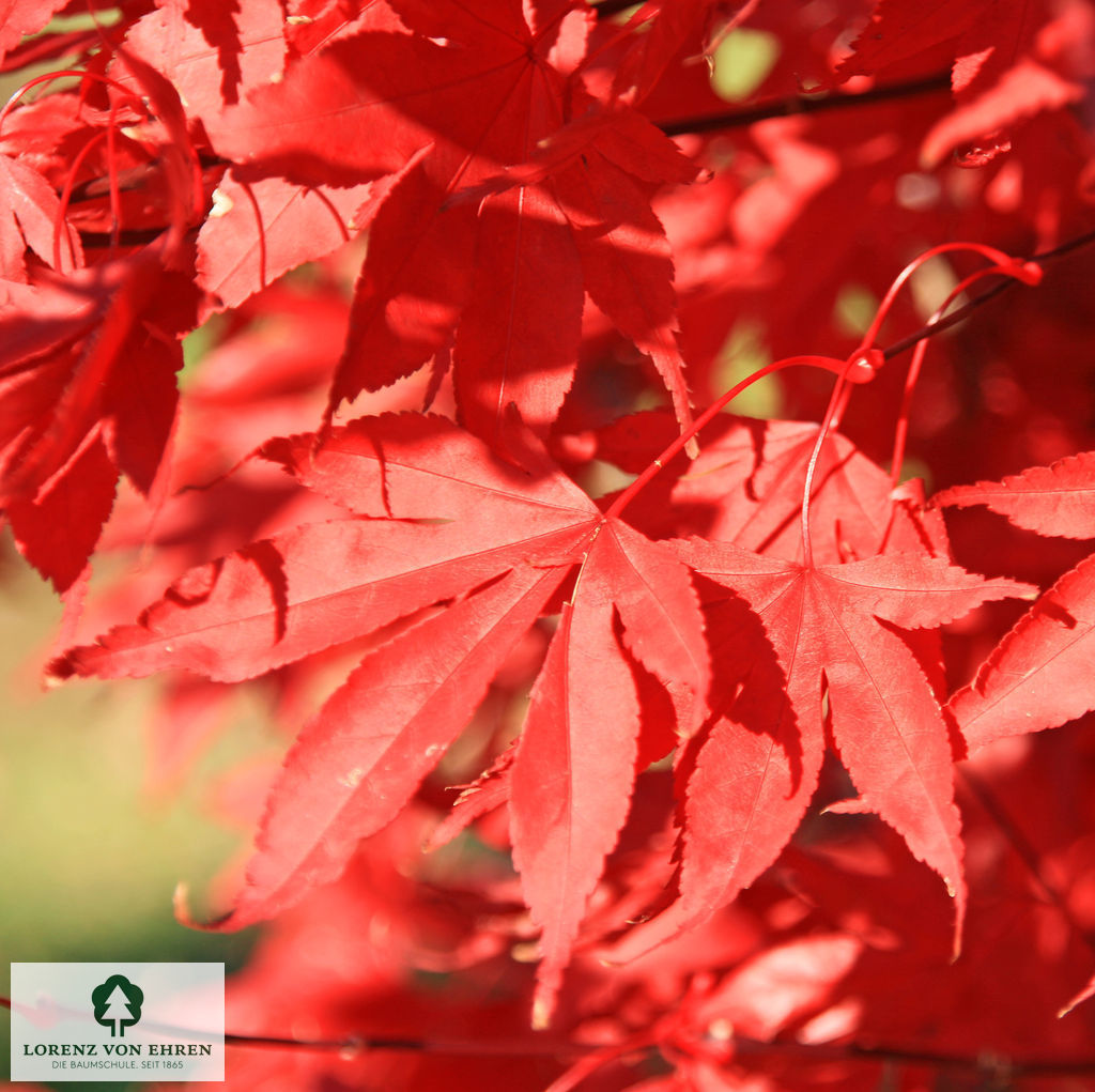 Acer palmatum 'Fireglow'