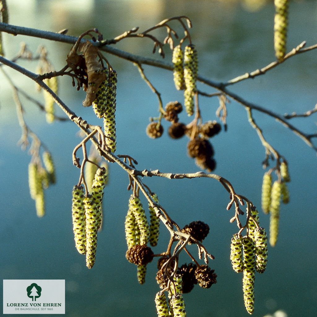 Alnus glutinosa