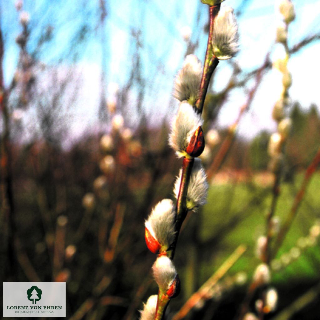 Salix caprea 'Silberglanz'