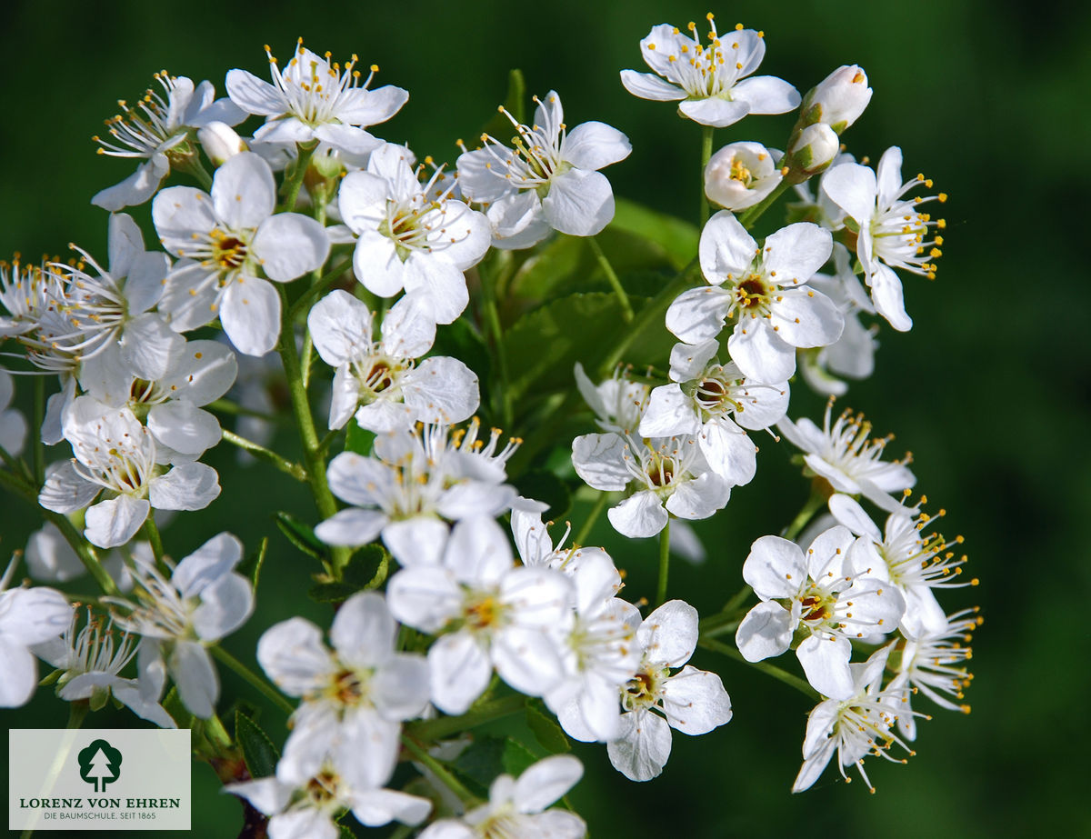 Prunus mahaleb