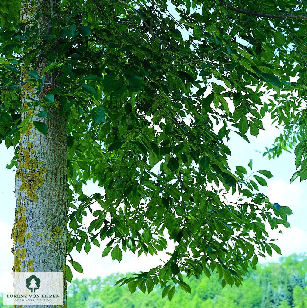 Ulmus minor