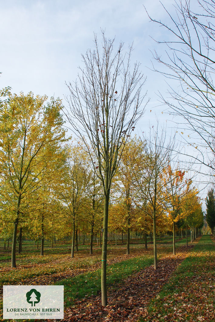 Acer rubrum 'Scanlon'