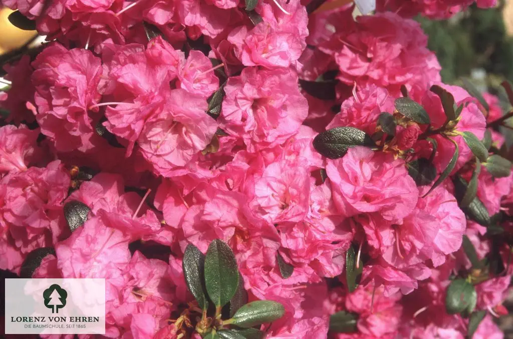 Rhododendron dauricum 'April Rose'