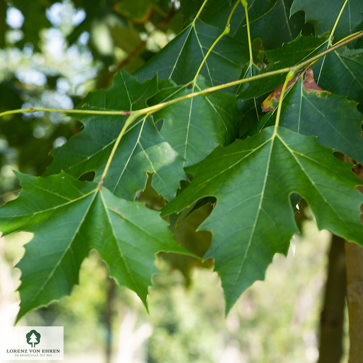 Platanus acerifolia 'Bloodgood'