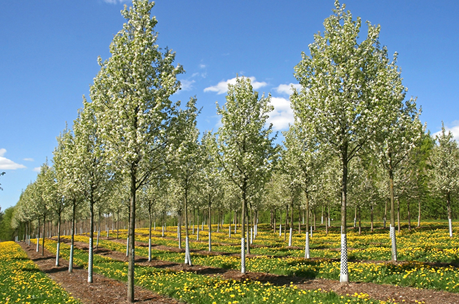 Pyrus calleryana Chanticleer
