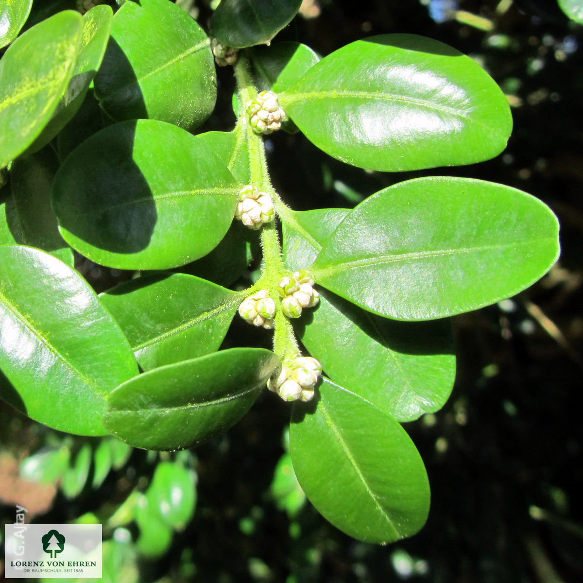 Buxus sempervirens 'Bullata'