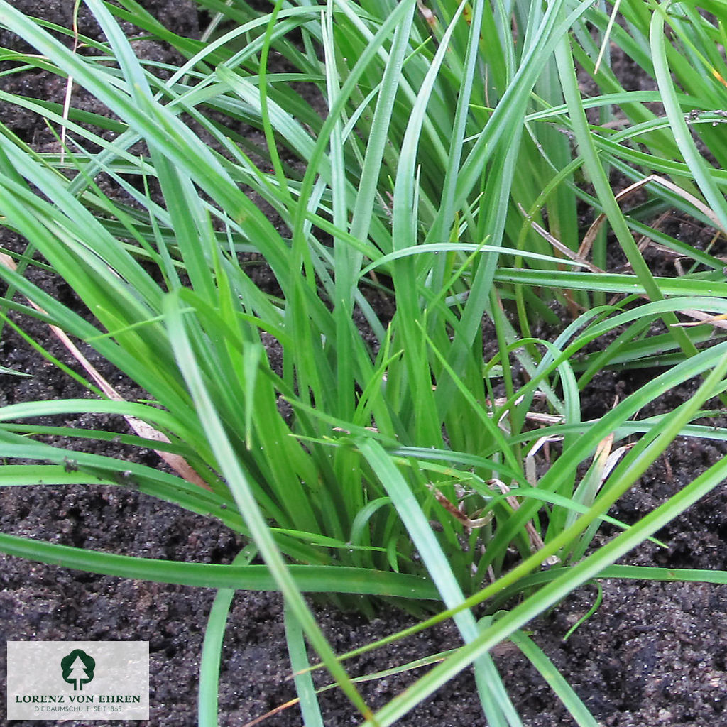 Carex umbrosa