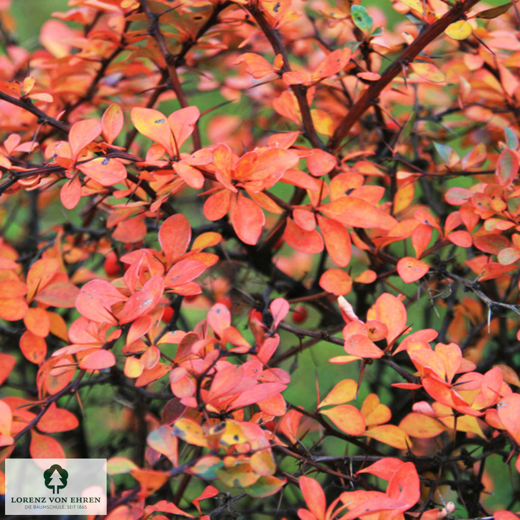 Berberis thunbergii