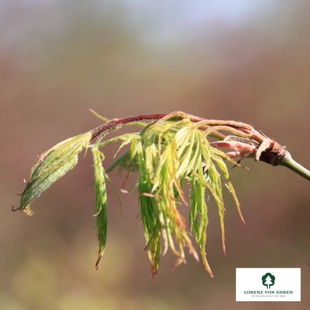 Acer palmatum 'Dissectum'