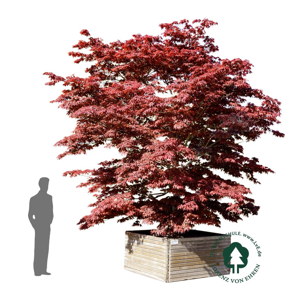 Acer palmatum 'Atropurpureum'