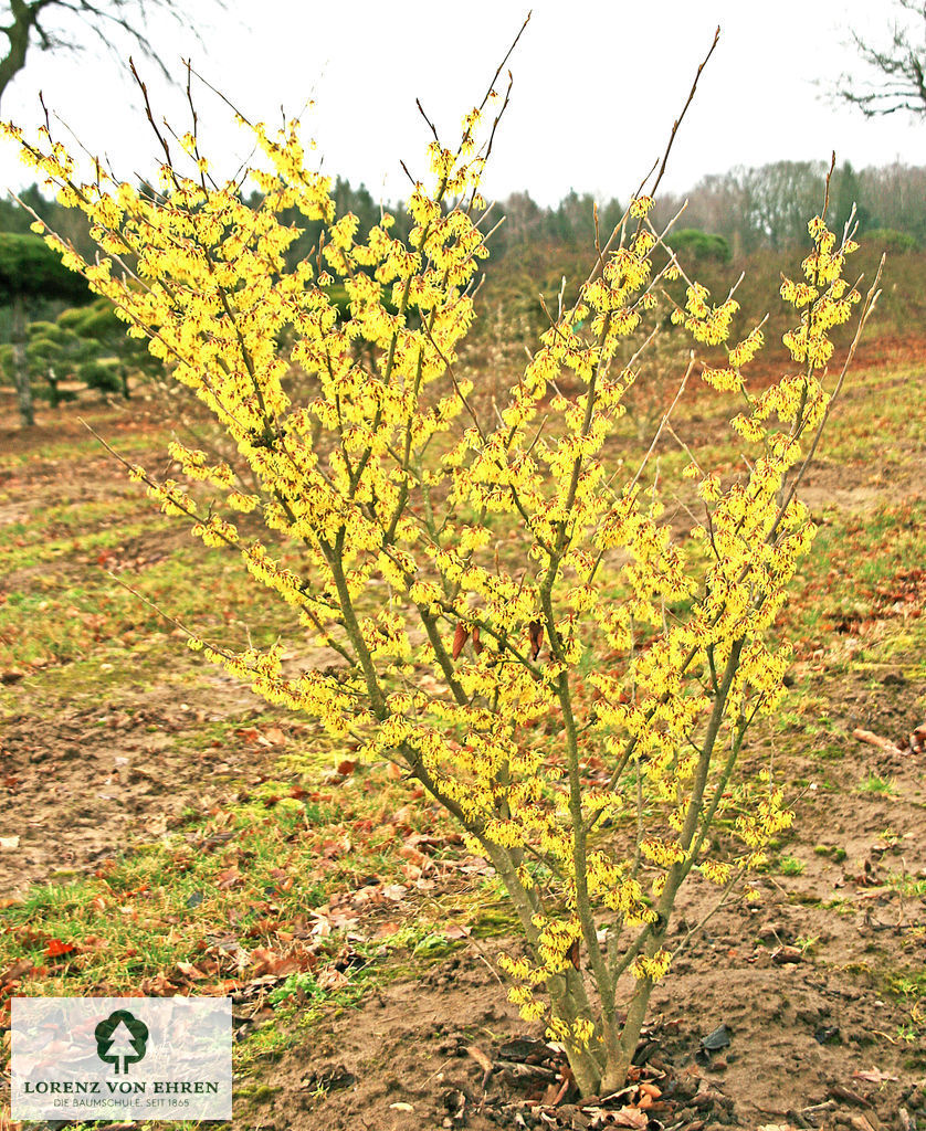 Hamamelis intermedia 'Arnold Promise'