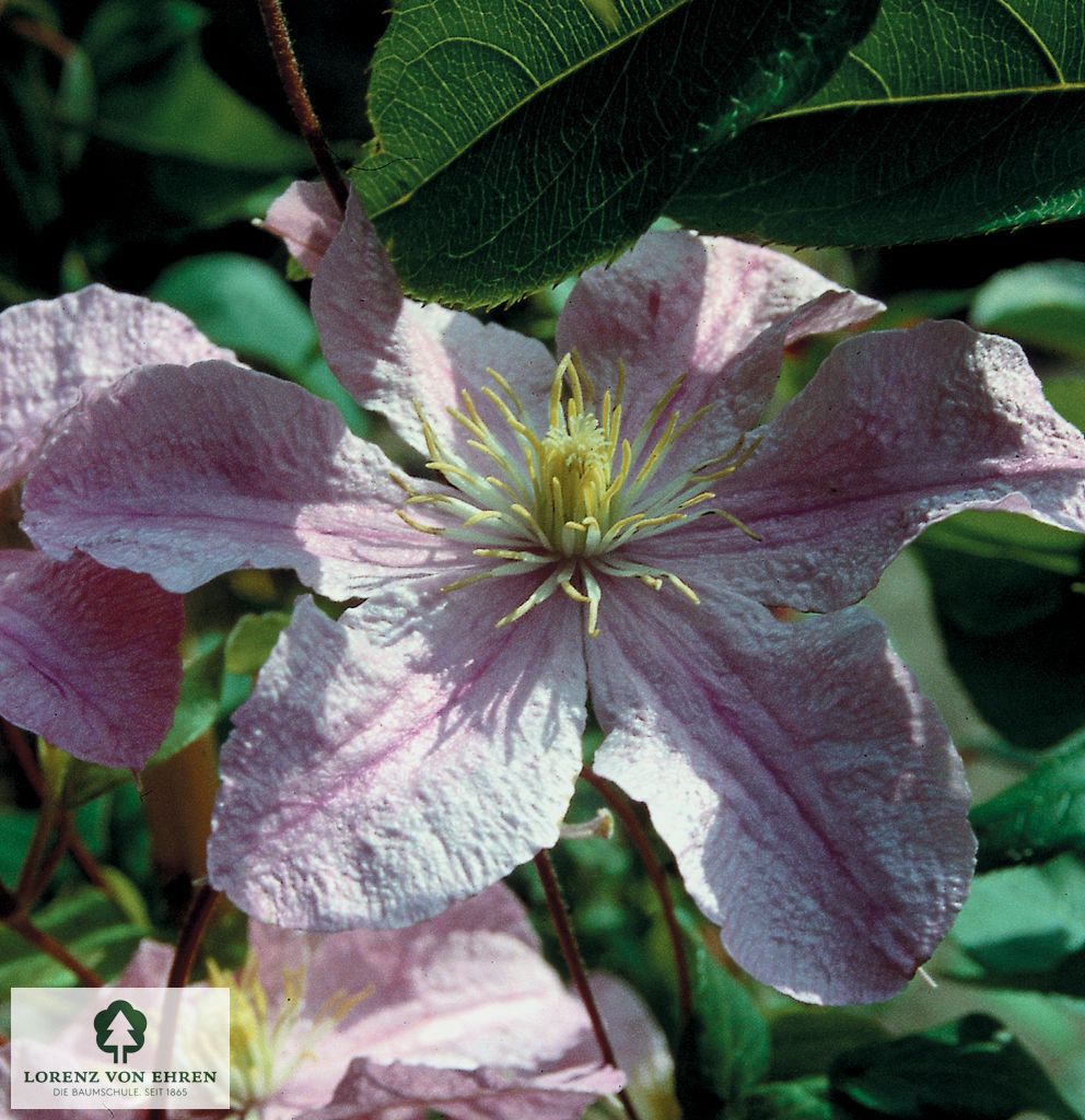 Clematis 'Comtesse de Bouchaud'