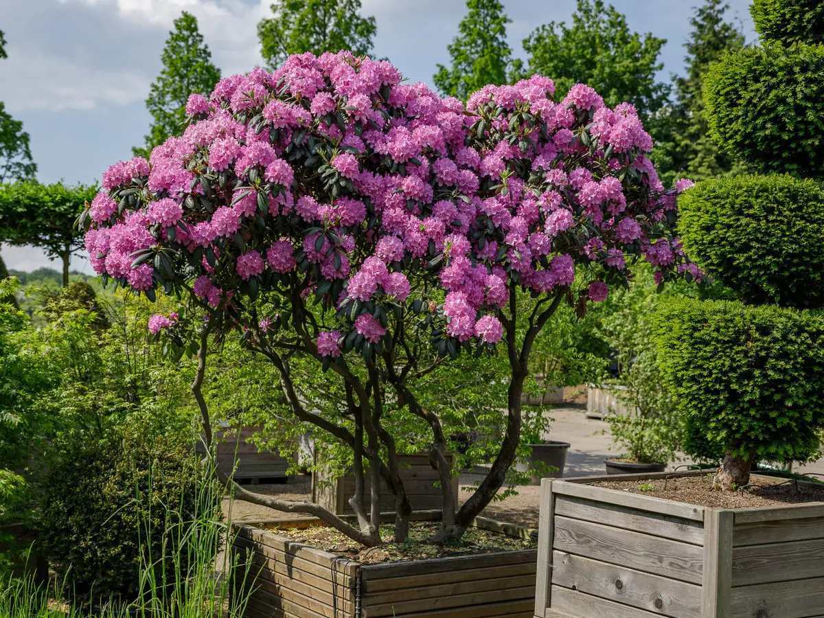 Der Rhododendron Hybride 'Catawbiense Boursault' im Kübel ist pflanzbar das ganze Jahr über.