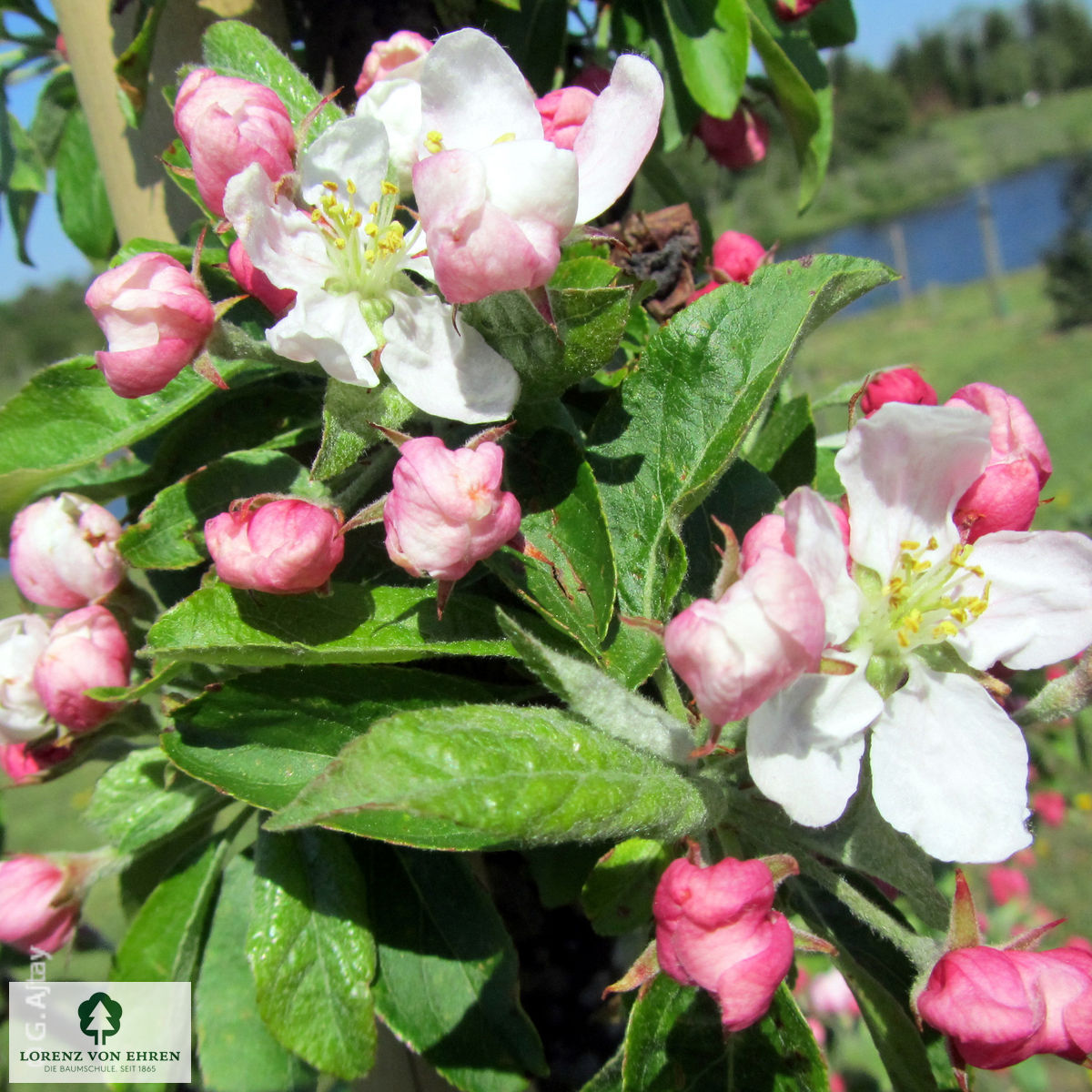 Malus 'Golden Hornet'