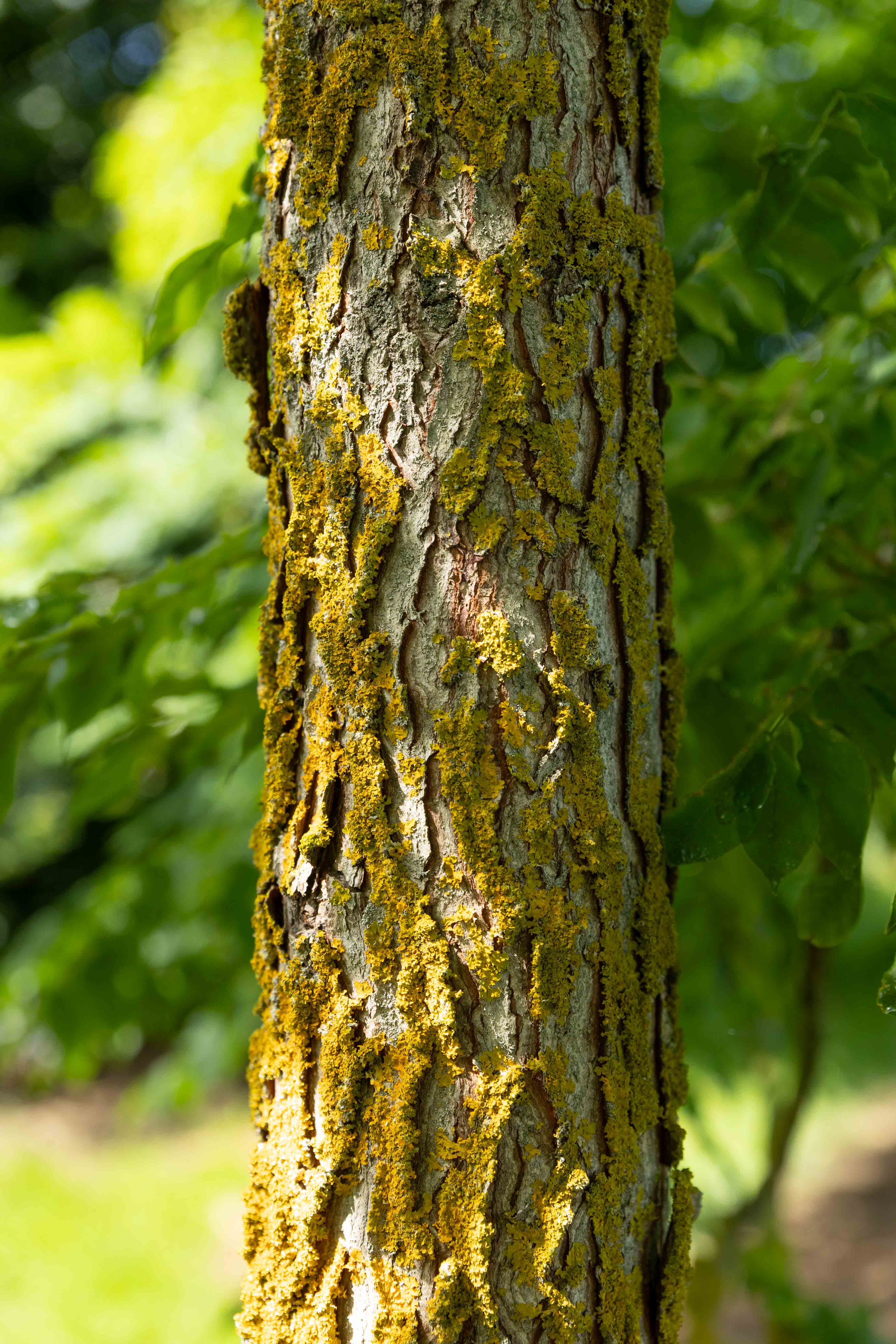 Borkiger Baumstamm, teilweise bedeckt mit leuchtend gelbgrünen Flechten.