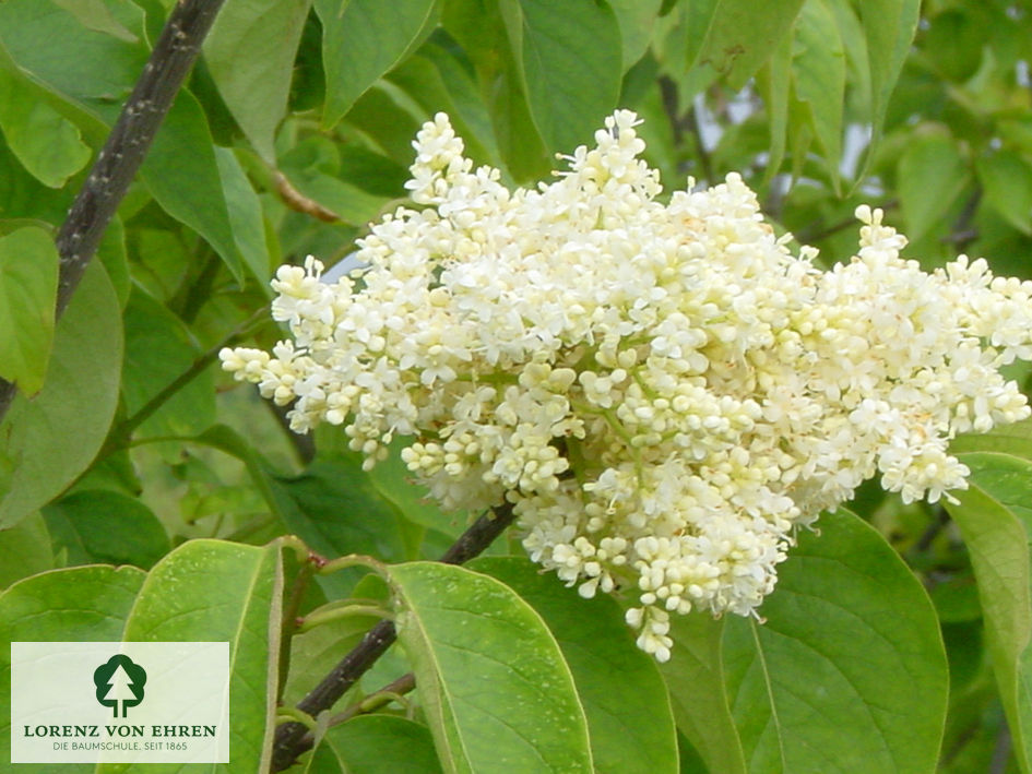 Syringa reticulata 'Ivory Silk'