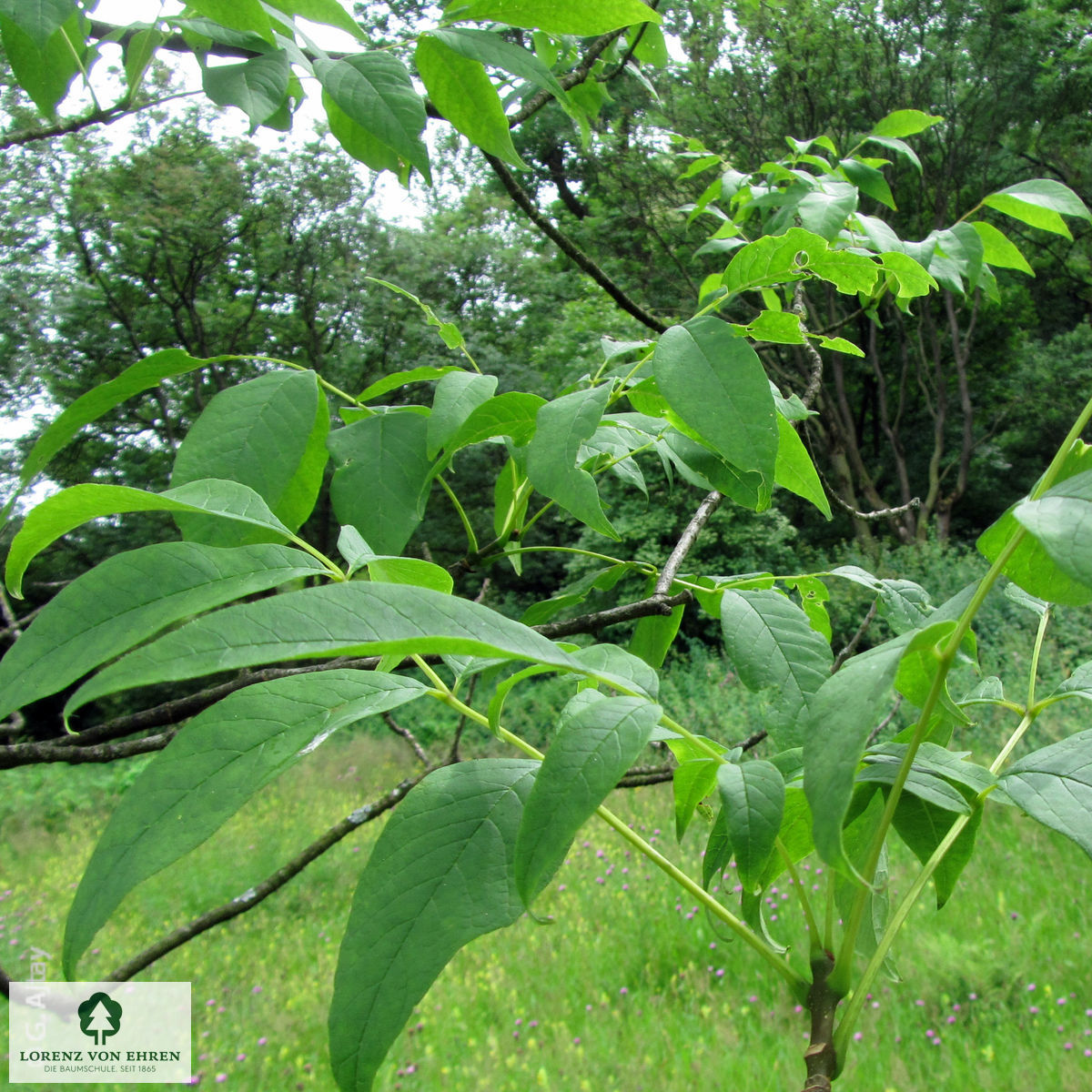 Fraxinus americana microcarpa