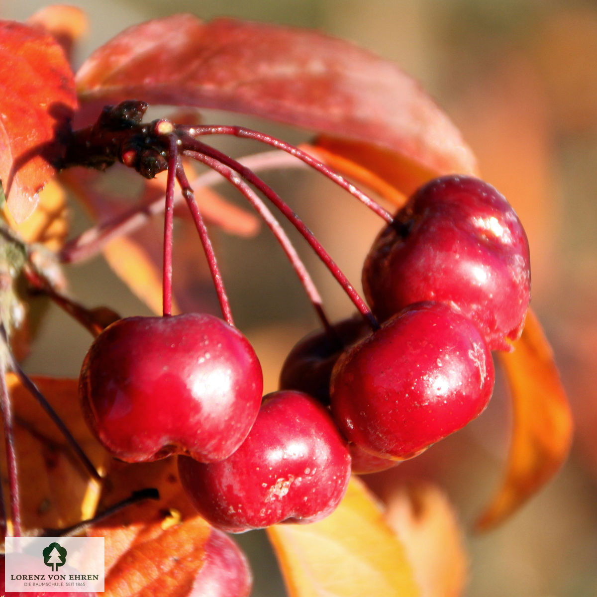 Malus 'Coccinella'