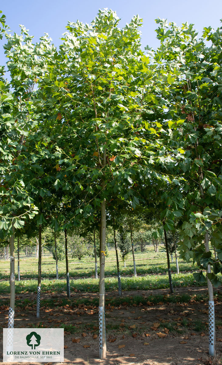 Platanus acerifolia 'Bloodgood'