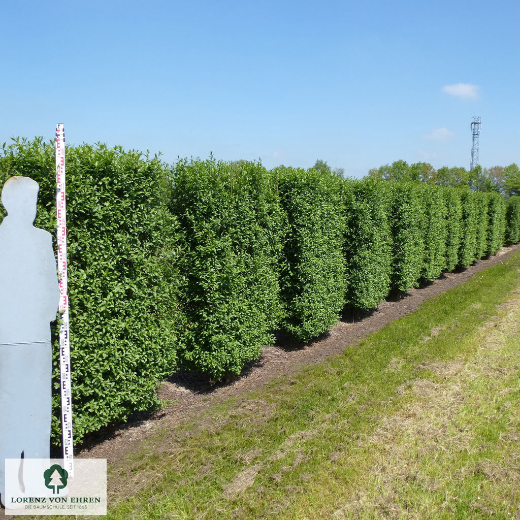 Ligustrum vulgare 'Atrovirens'