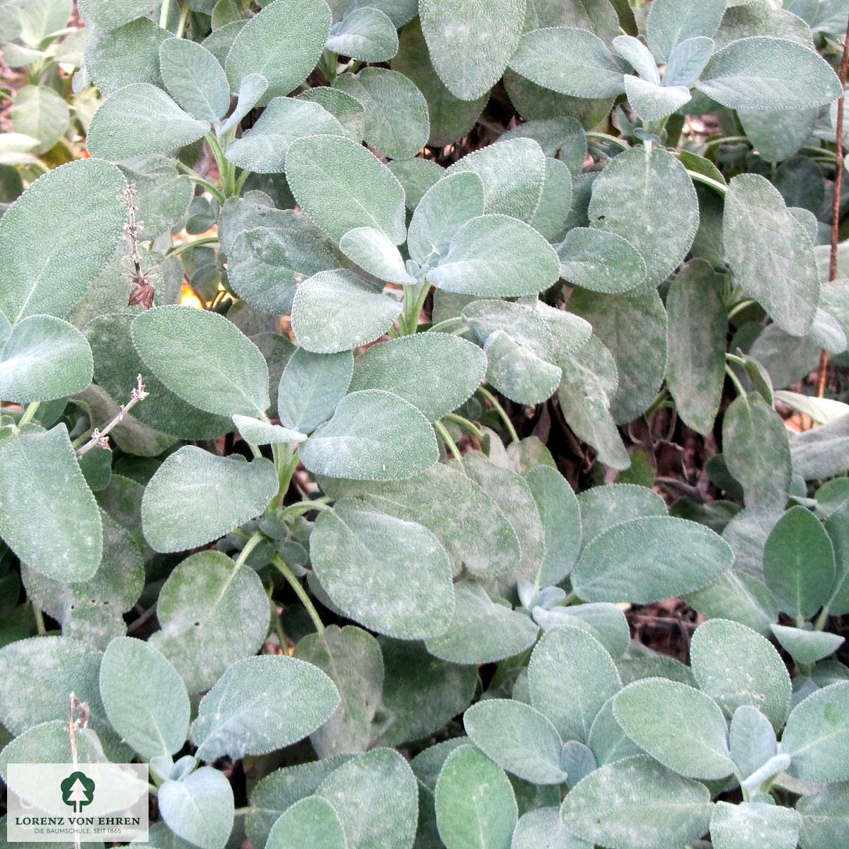Salvia officinalis 'Berggarten'