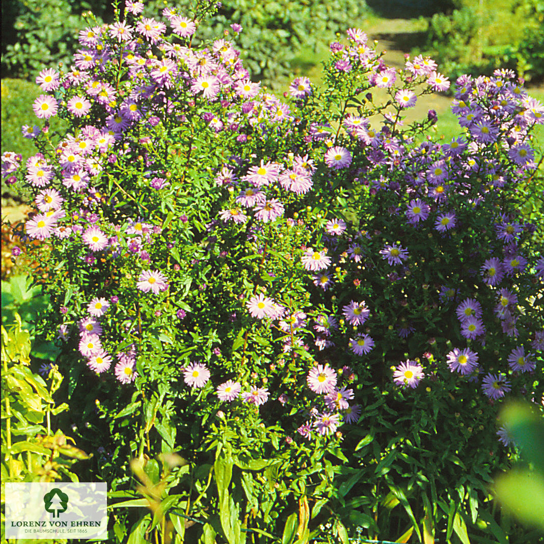 Aster novae-angliae 'Barr's Blue'
