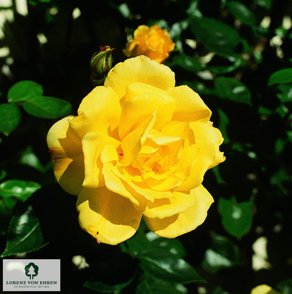 Rosa 'Goldstern'